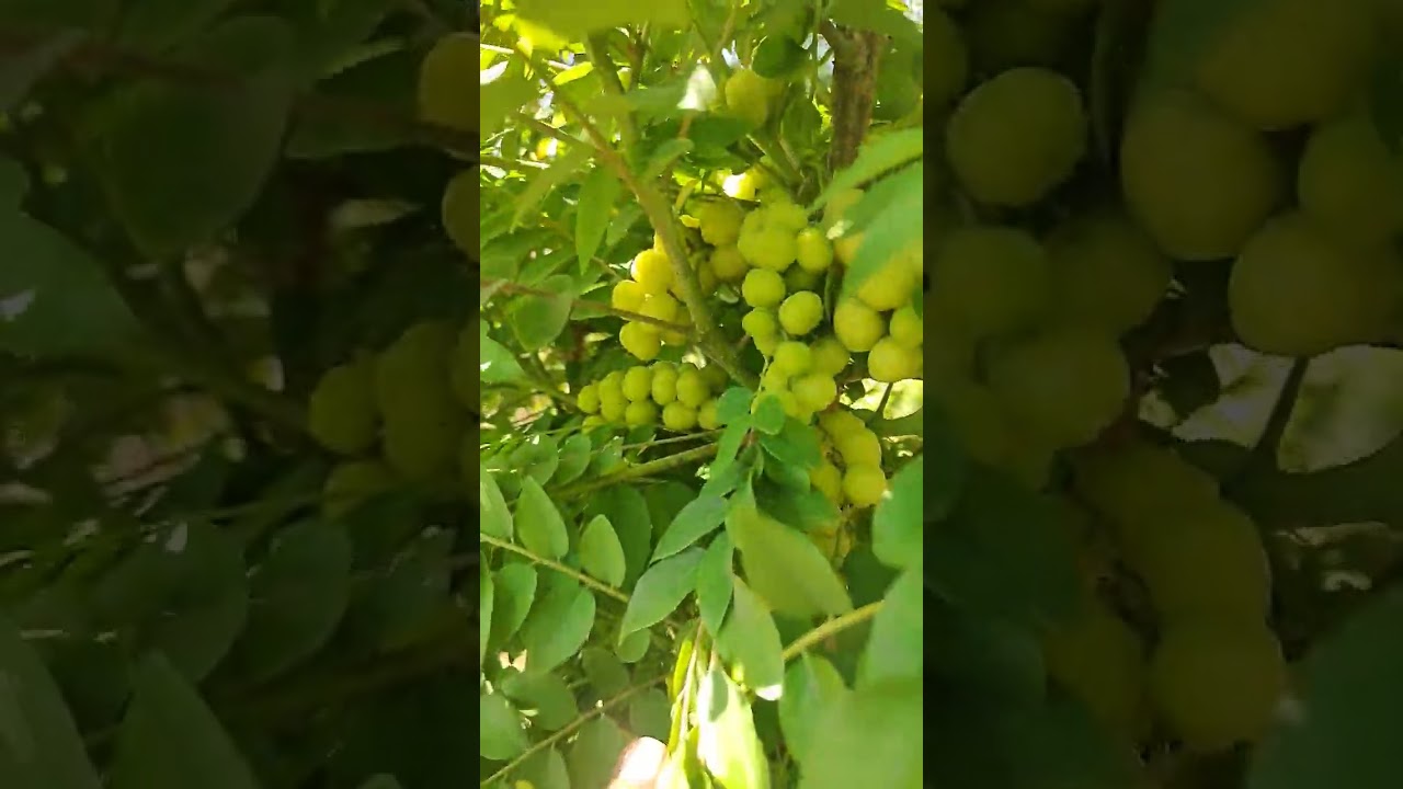 1Year Amla Tree With Lots Of Fruit, Indian Gooseberry ❤ ❤ #short #viral  #satisfyingvideo