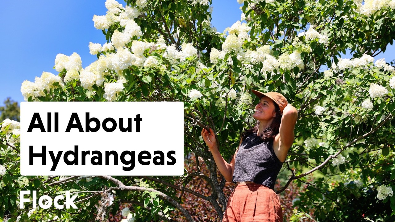 ALL About HYDRANGEAS: Grow, Flower, Prune, Fertilize — Ep. 323