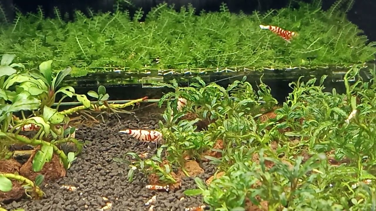 Red Fancy Tiger Karides Akvaryumu Kurulumu