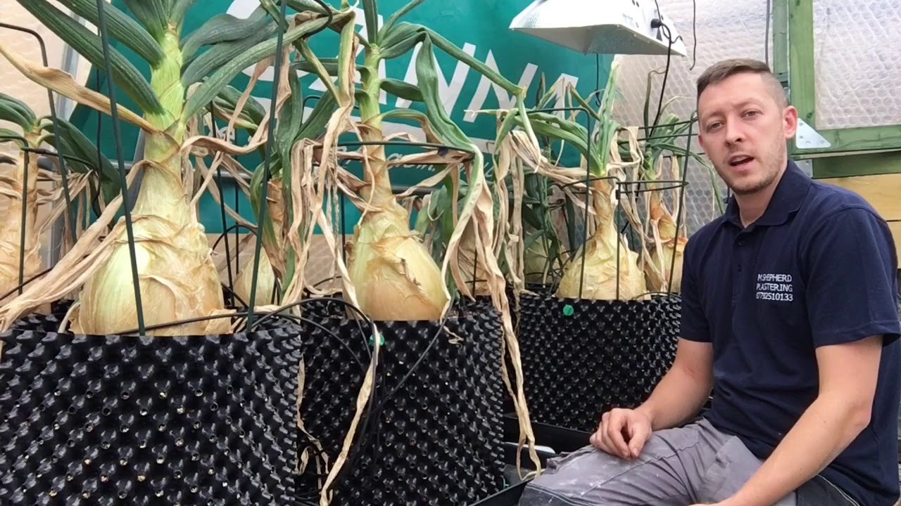 How to Grow Huge Onions