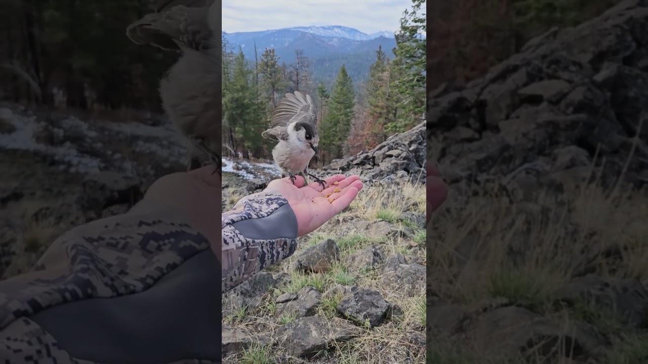 Gray or Canada Jays say hi each year.. eat from hand.