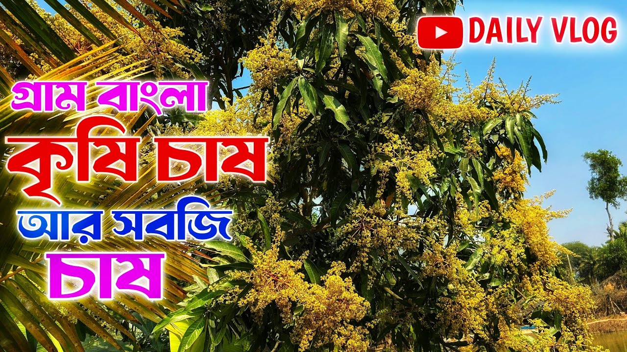 গ্রাম বাংলা কৃষি চাষ 🌾 আর সবজি চাষ 🌴 মাছ 🐟🦐 চাষ 🦀 গ্রাম বাংলার ভাইরাল ভিডিও 🎥 Dali Milk Raidighi 