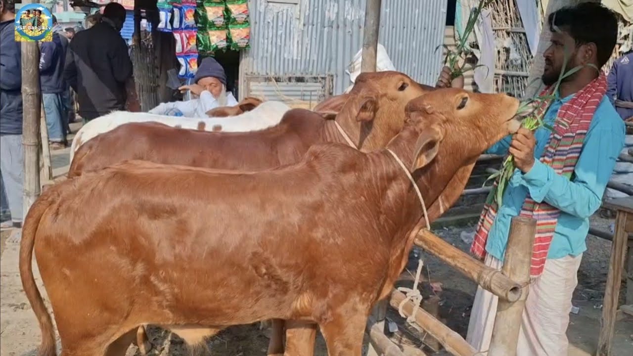 @ আজ ১৬/২/২০২৬|| আমবাড়ী হাটে শাহীওয়াল জাতের ষাঁড় বাছুর গরুর দাম||
