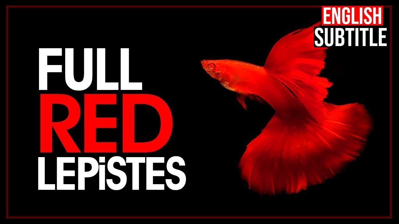 Albino Full Red Lepistes &Ouml;zellikleri