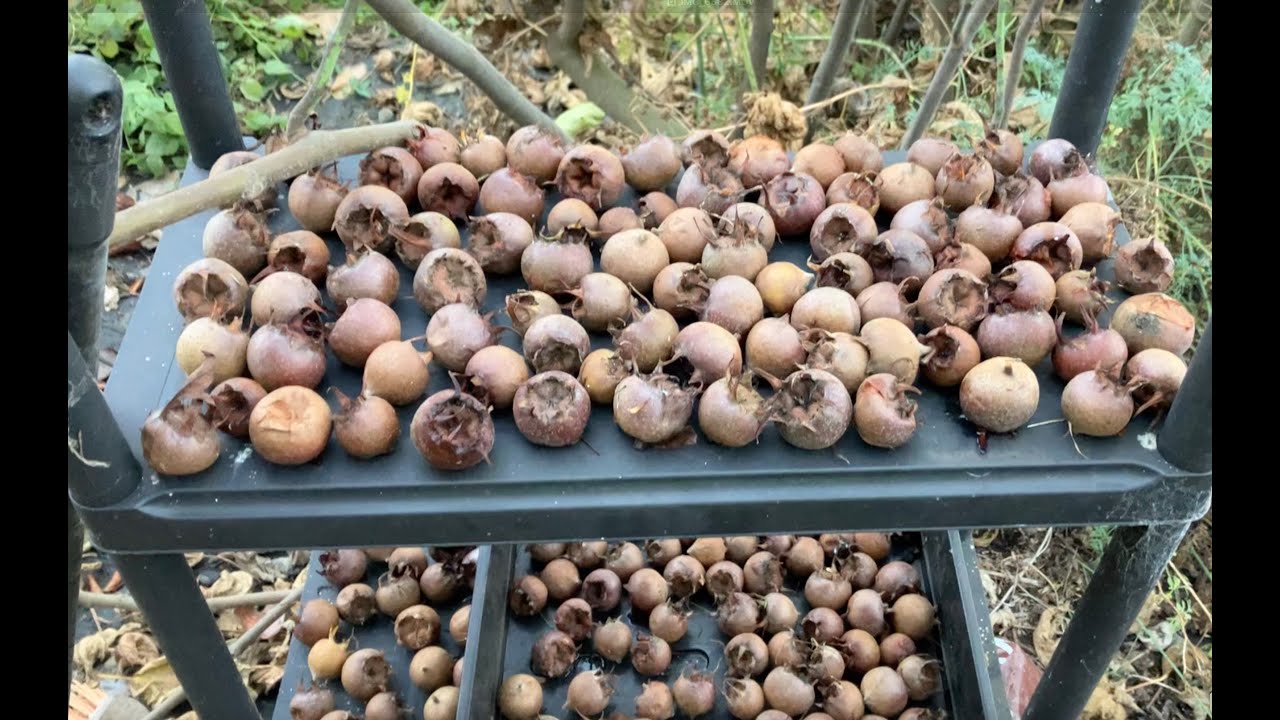 Medlar Harvest 2025