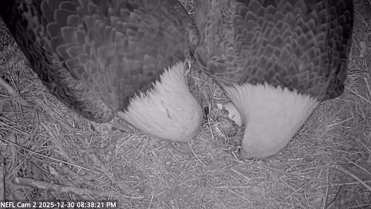 BEAU HEARS NE32 PEEPING AND WANTS TO HELP GABRIELLE WITH THE HATCH!