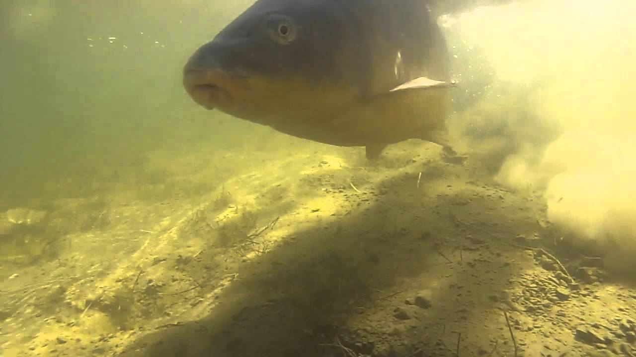 Carpa royal Sierra Brava HD GoPro// Underwater royal carp HD Go Pro