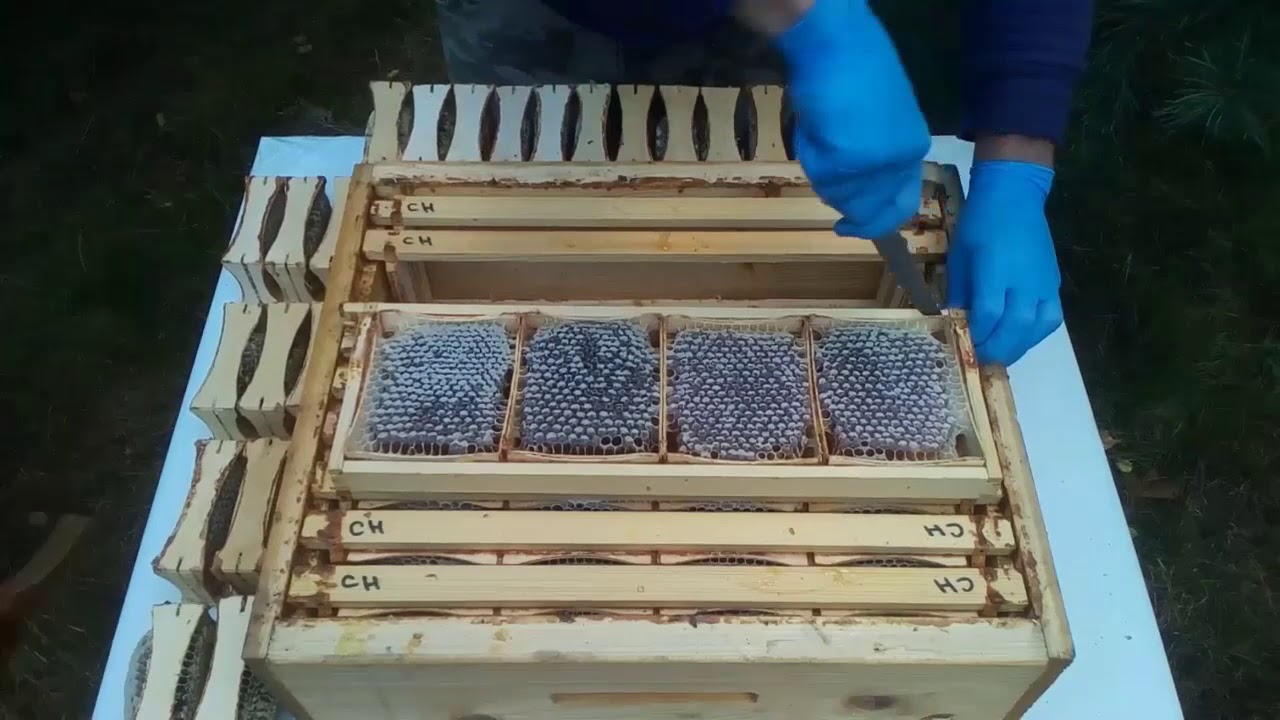 Comb Honey Production (Dadana - Blatt beehives)