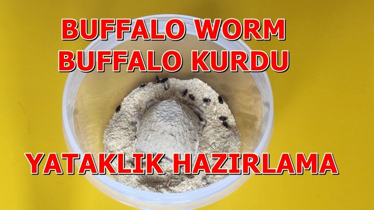 Buffalo Kurdu/Buffalo Worm - Yataklık Hazırlama