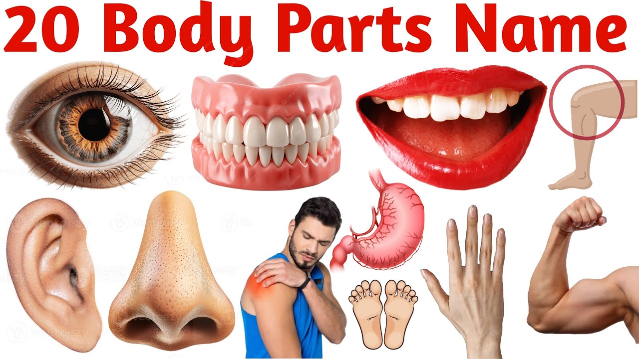 शरीर के अंगों के नाम | Learn 20 Body Parts Names in English with Pictures and Pronunciation for Kids