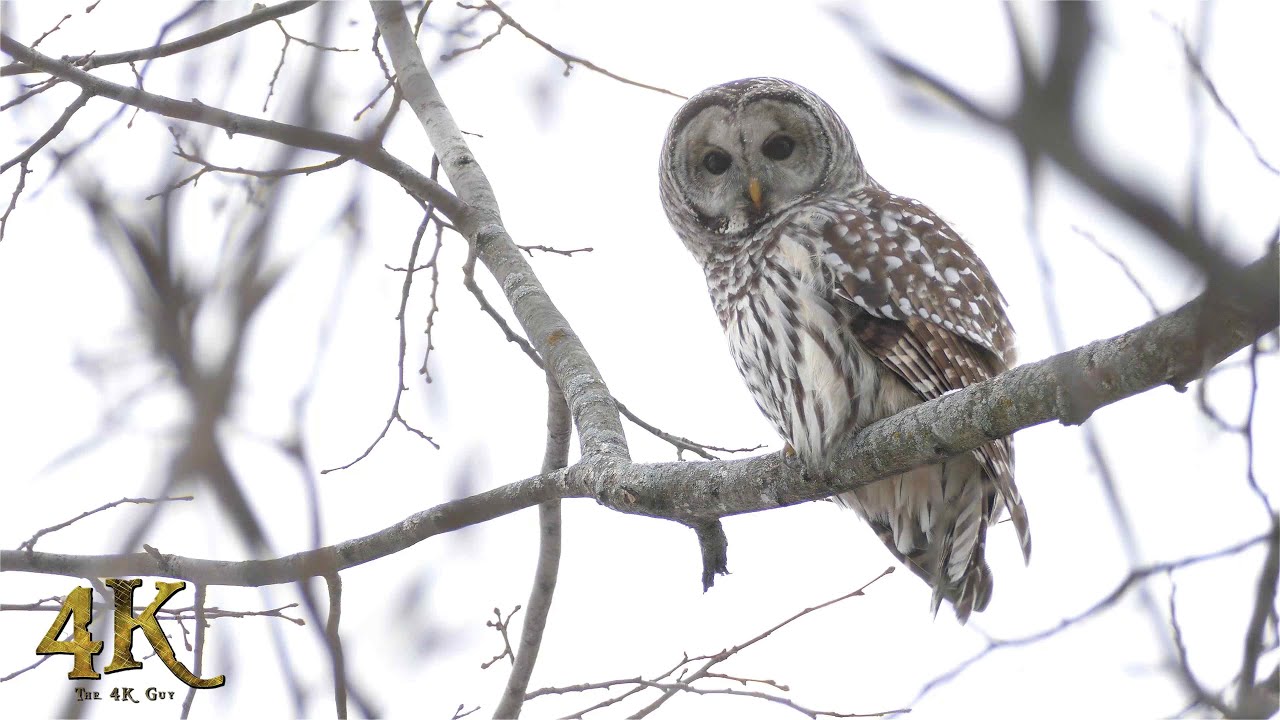 Lucky encounter with Barred Owl in snowy Canadian forest in 4K