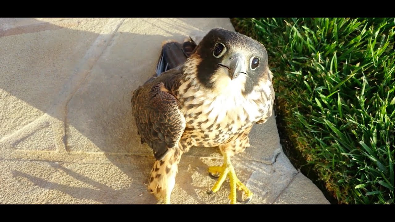 Baby Falcon Crashed and Rescued!