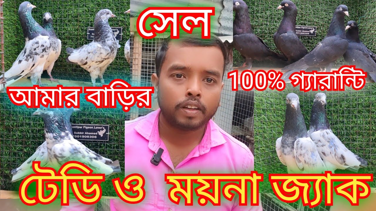 টেডি কবুতর সেল। tady pigeon sale। কালো নাপতা সেল। moina jack pigeon sale 🔥🔥🔥❤️‍🔥❤️‍🔥🕊️🕊️