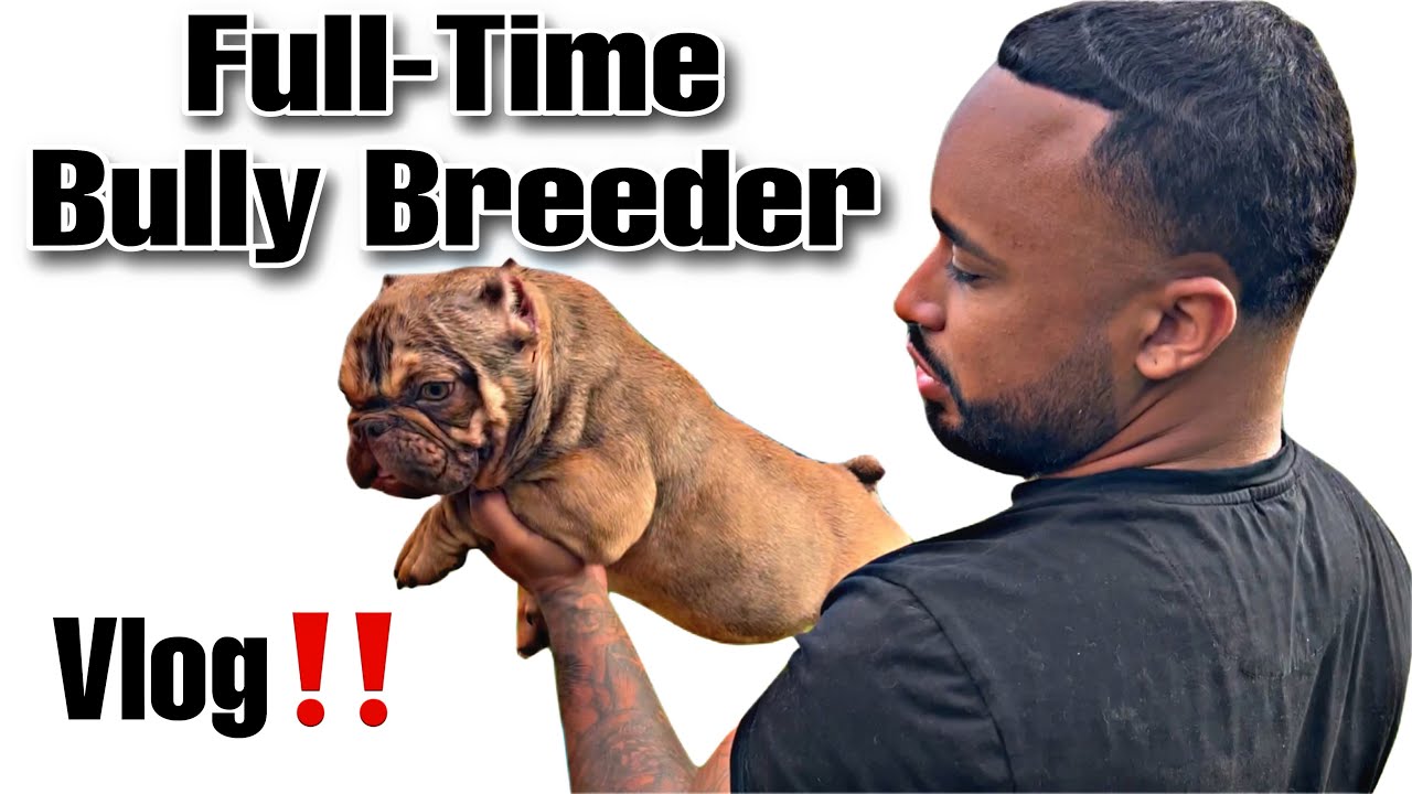 Day in the life of a Full Time Dog Breeder!