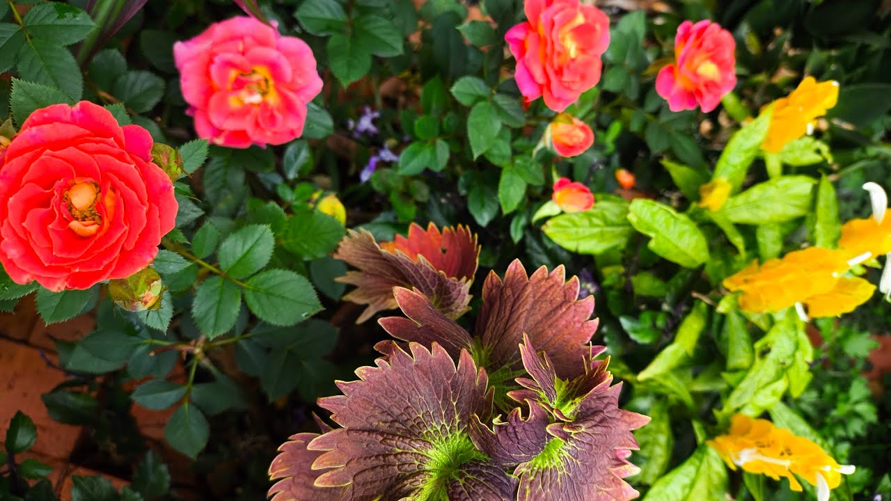 As Flores que colorem, encantam o jardim o ano inteiro! E ainda são de fácil cultivo 😃🌼🌺🌸