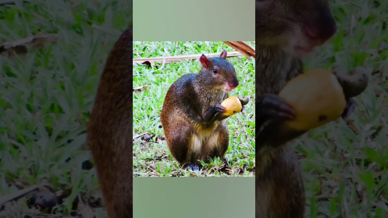 Cutest rodent!! Agouti ( Dasyprocta punctata) . # jungle gardeners # can crack open Brazil nuts#swim