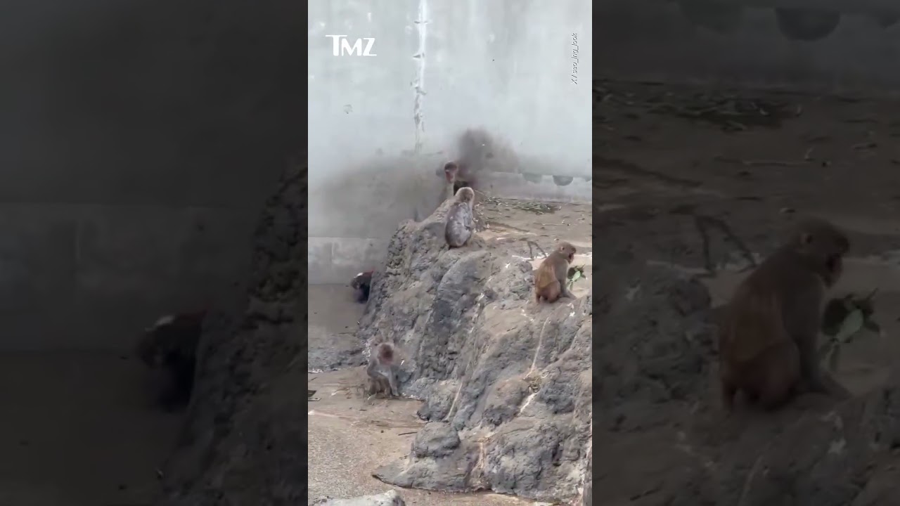 Leave Punch Alone!😭The viral &ldquo;lonely monkey&rdquo; is still struggling to fit in