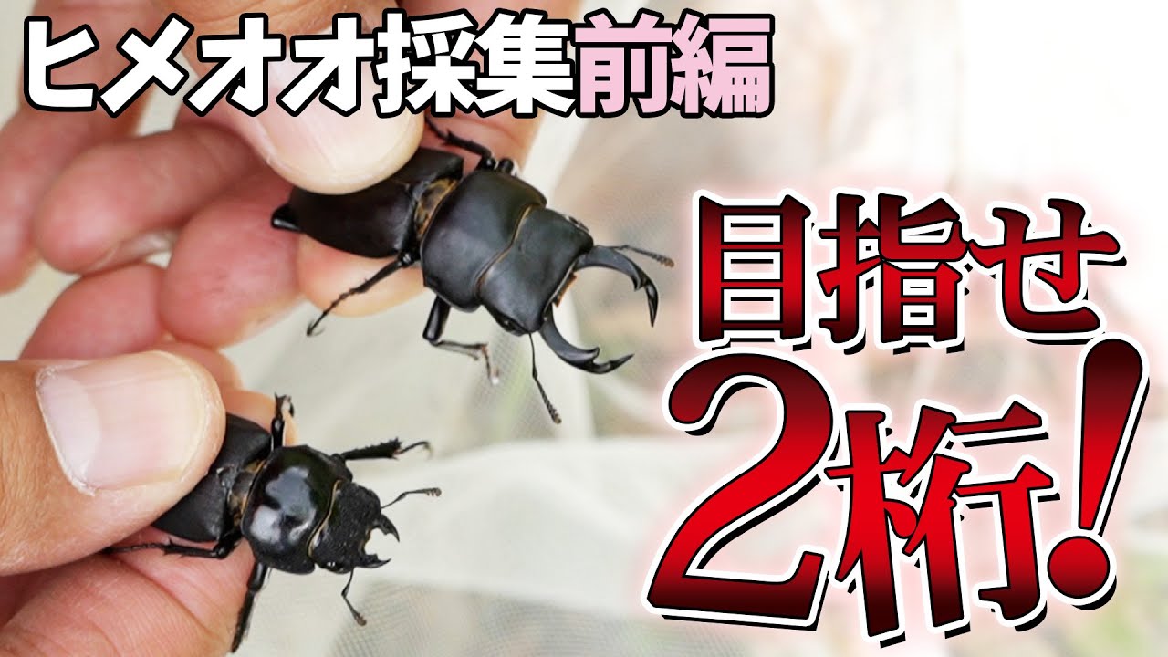 【ヒメオオクワガタ】標高の森で2桁採集を狙う！【前編】