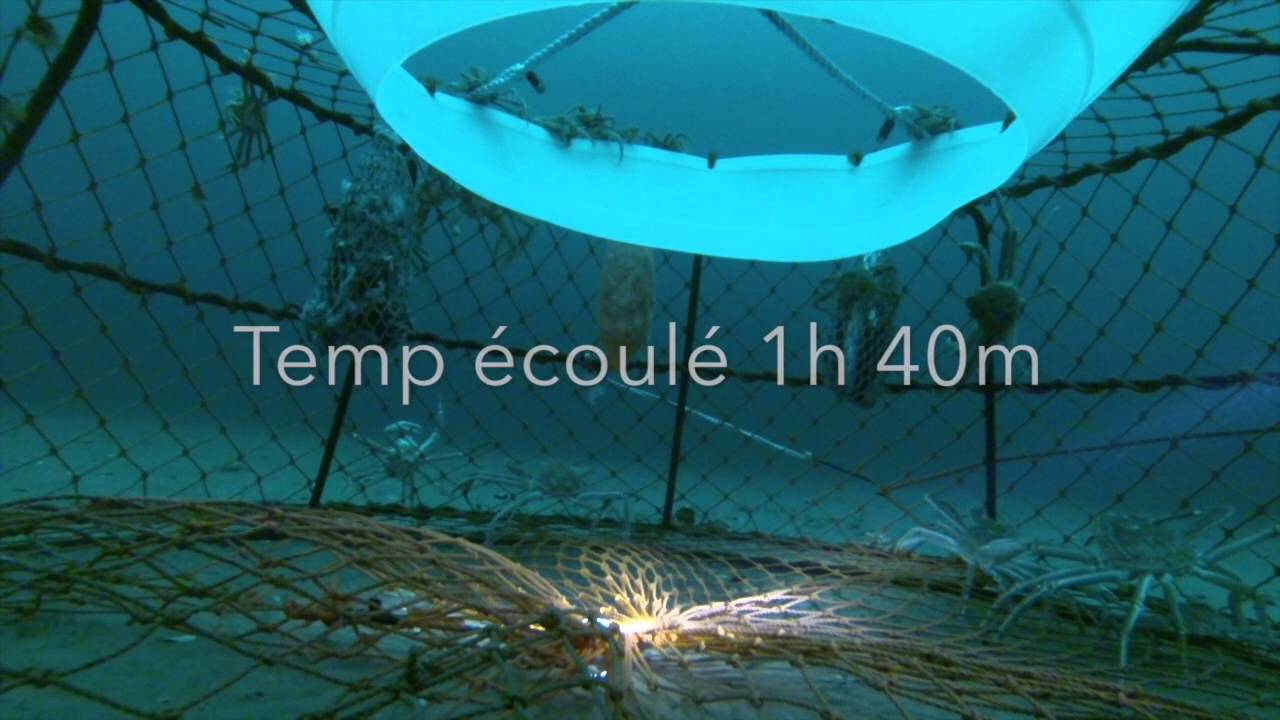 Trappe à Crabe des neige 2014 HENRI L II