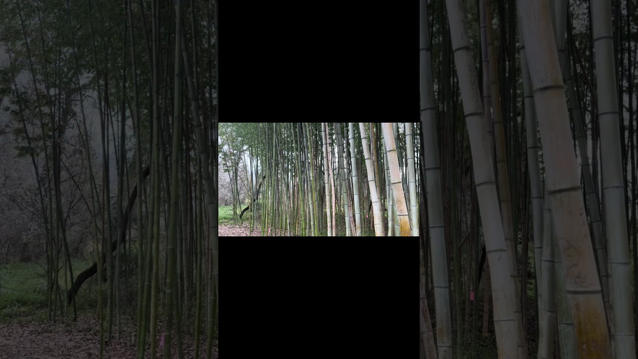 A trip to see the Bamboo at Mendocino Forest #hike #nature #naturewalking #shorts