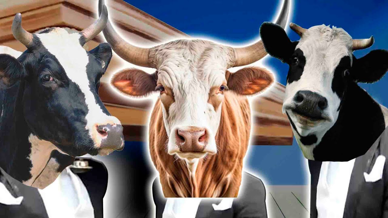 Cow 