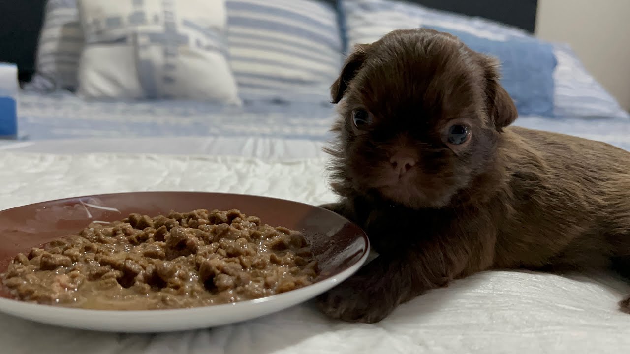 Cómo ALIMENTAR a un Perro CACHORRO Shih Tzu