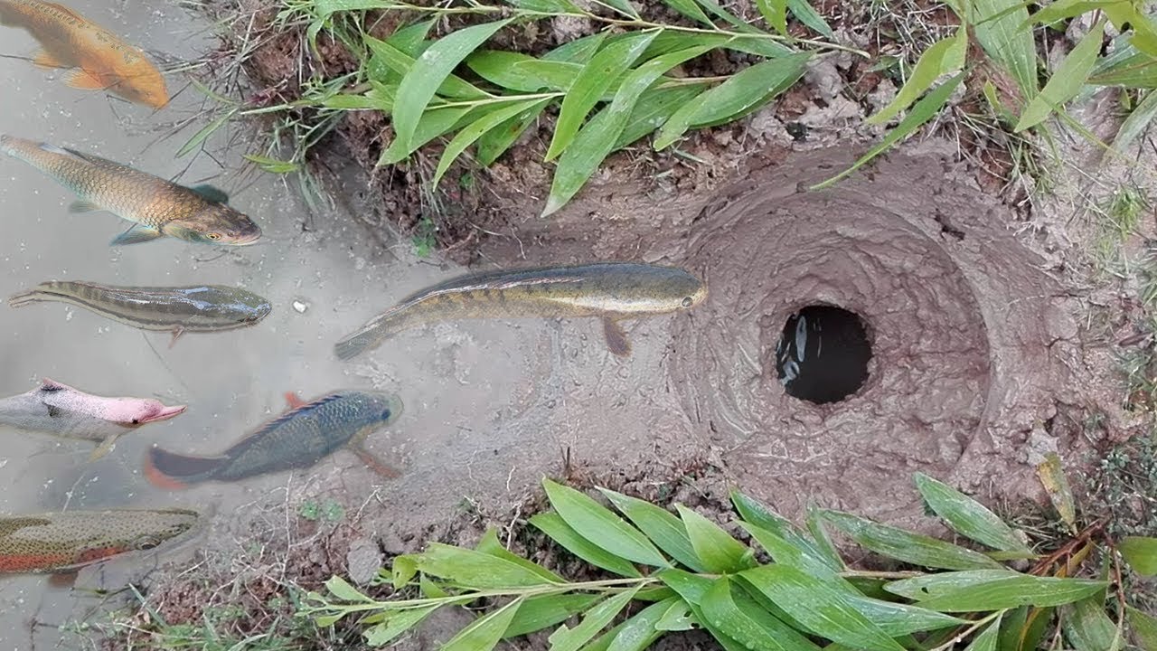 Amazing!! Smart Boy Dig Deep Hole Fish Trap-How To Make One Hole Fish Trap To Catch A Lot Of Fish