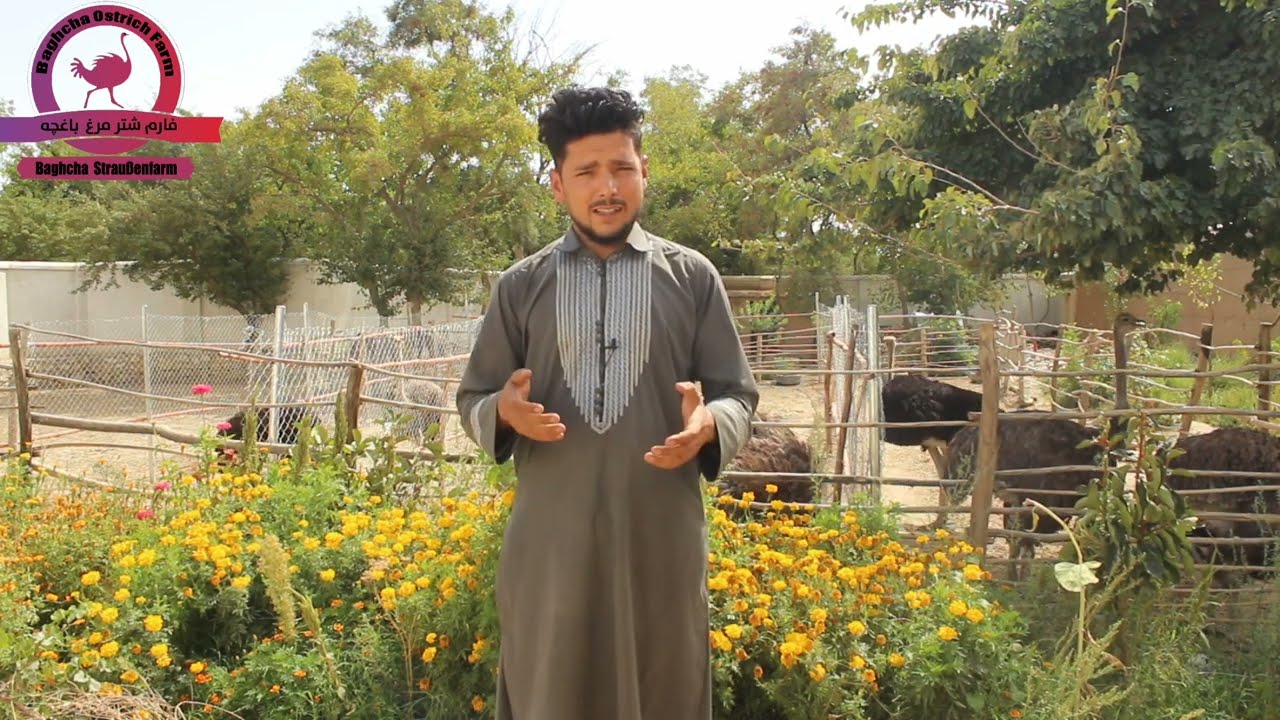 قیمت شتر مرغ و معلومات در باره شترمرغ .
