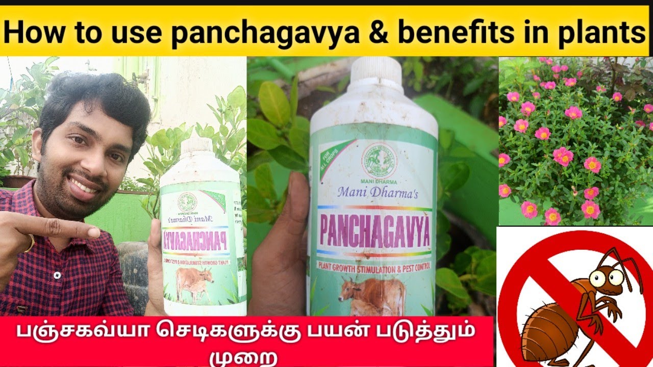 How to use panchagavya in garden | பஞ்சகவ்யா செடிகளுக்கு பயன் படுத்தும் முறை