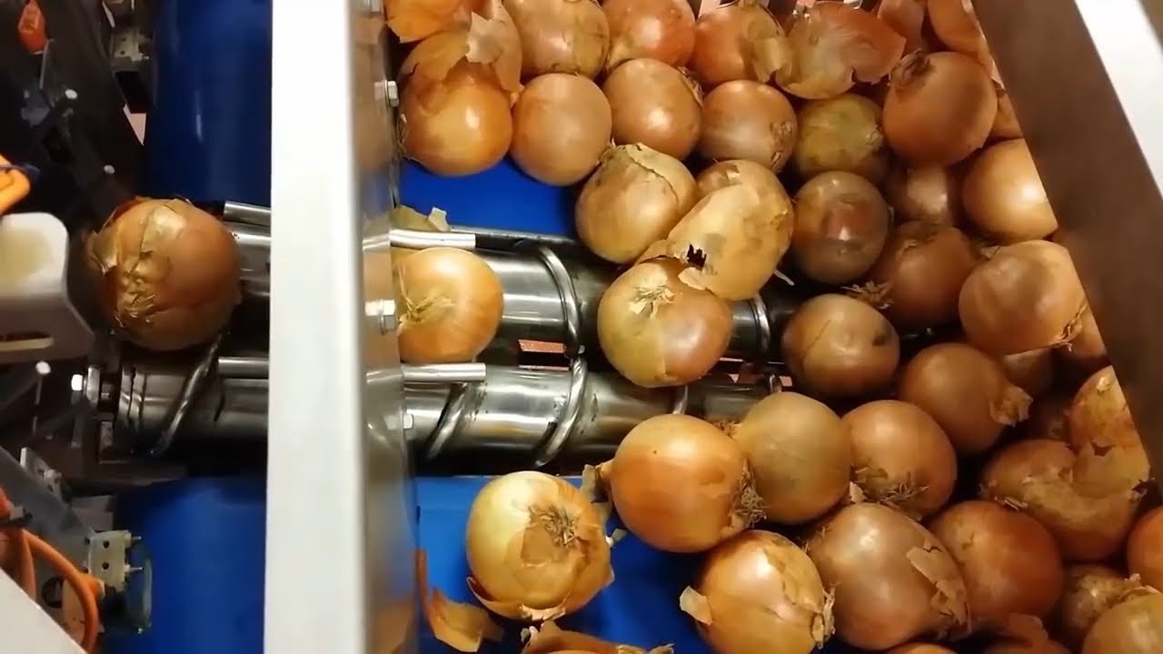 How Onions Are Cleaned by Machines