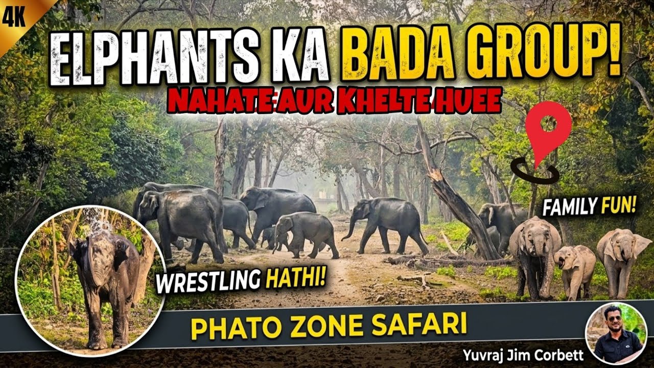 Phato Zone Mein Danger! 😮 Jangli Hathiyon Se Aamna Samna (Thoda suspenseful) #yuvrajjimcorbett 