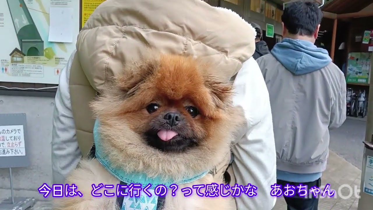 【ずっと行きたかった】#袋田の滝#ぽめらにあん #わんことお出かけ #茨城県大子#滝