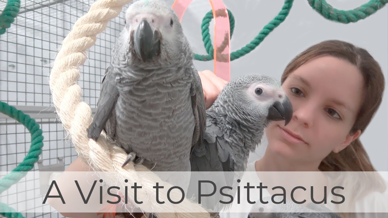 Welcome to Psittacus: parrot nursery, factory and team
