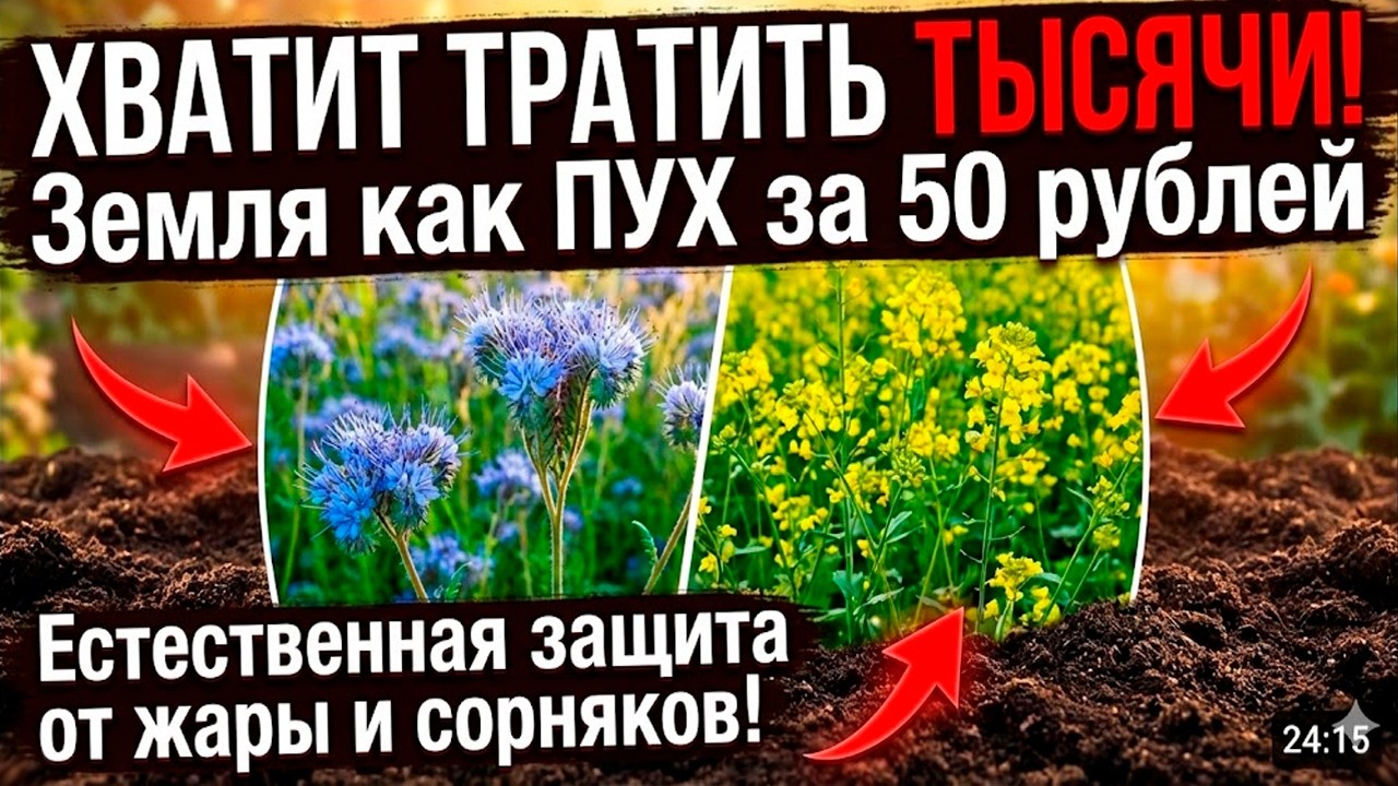 Метод &laquo;Живой мульчи&raquo;, который экономит тысячи