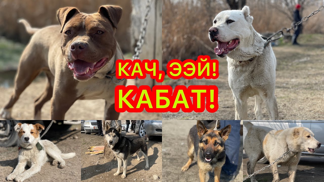 ИТ БАЗАР кызып КЕТТИ  ~  СОБАЧИЙ РЫНОК