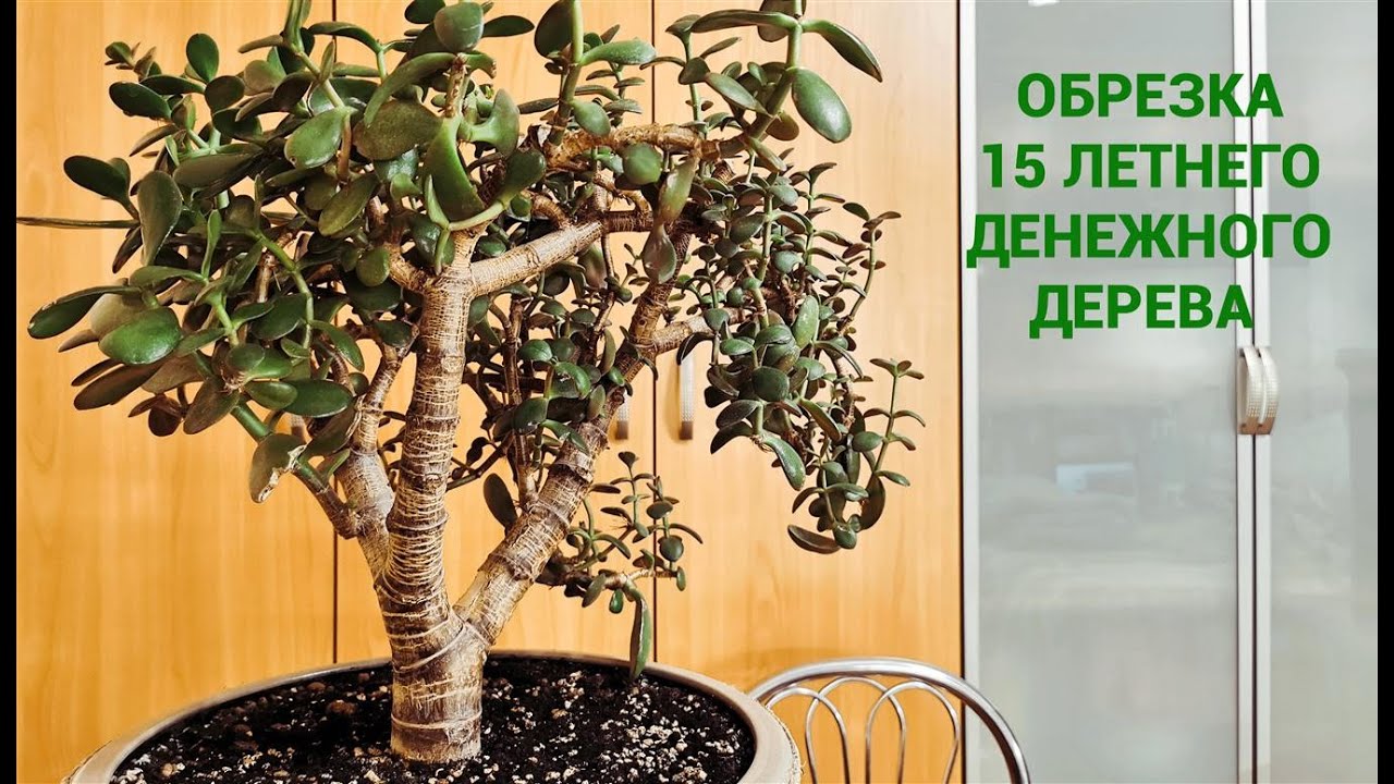 Денежное дерево. Обрезка 15 летнего денежного дерева.
