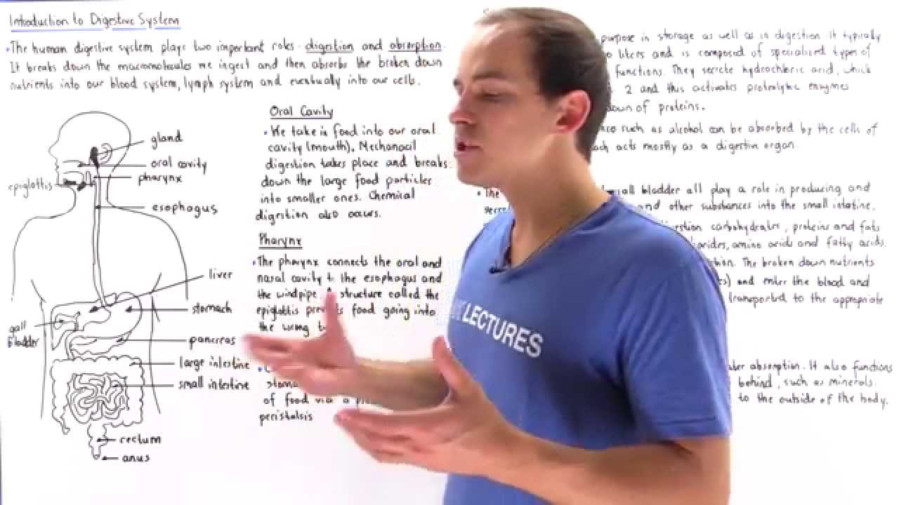 Introduction to Digestive System