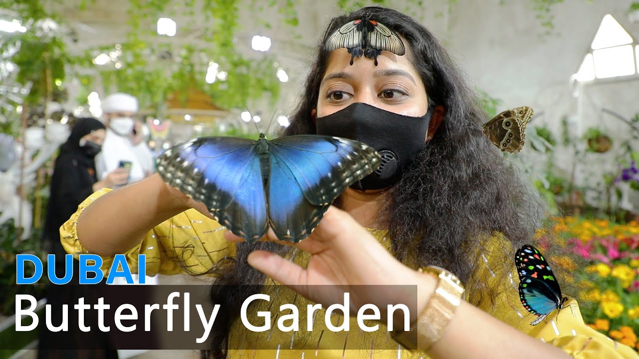 Dubai Butterfly Garden #butterfly #garden #dubai #butterflygarden