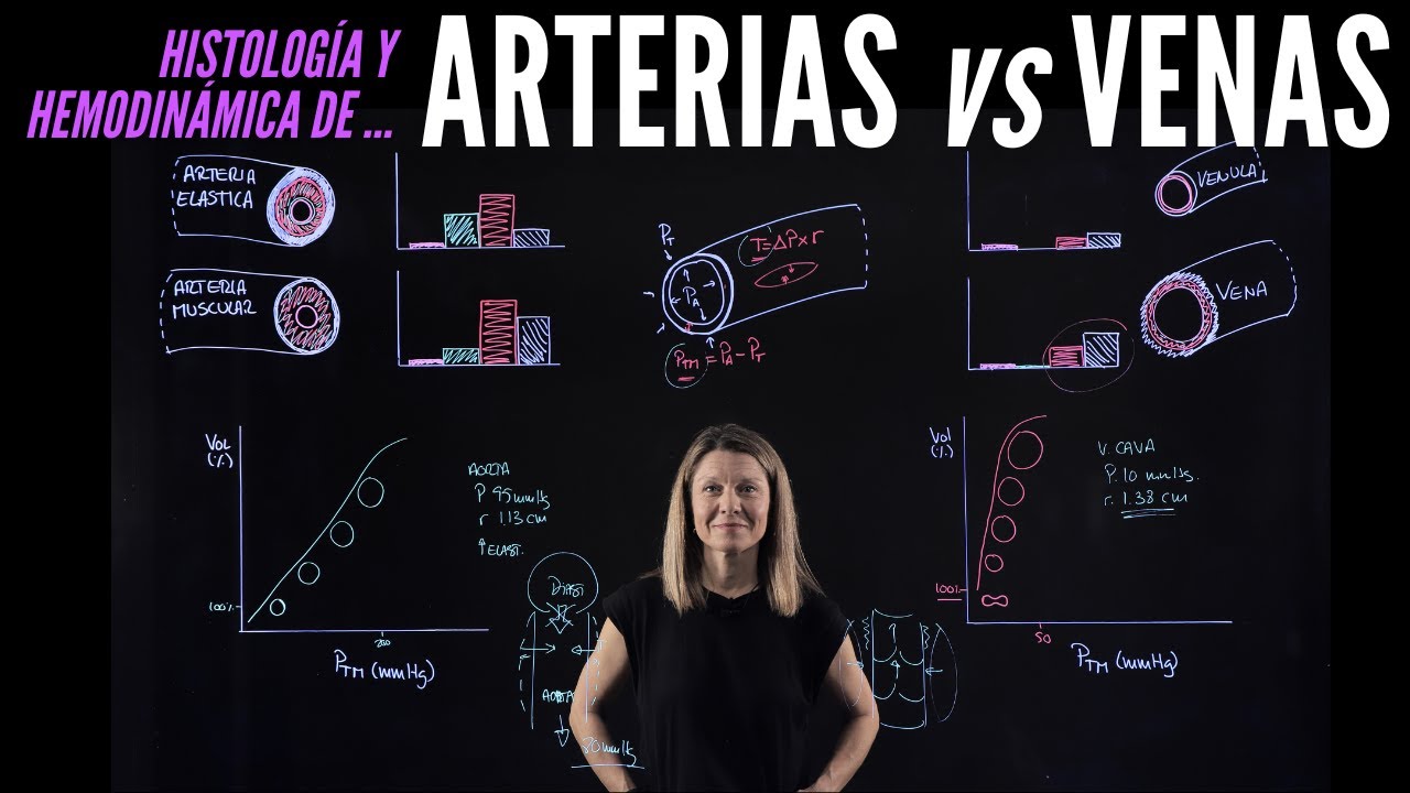 💉ARTERIAS vs VENAS: Conoce las características de cada una