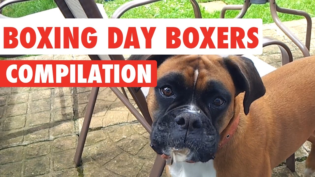 Boxing Day Boxer Dogs Video Compilation 2016