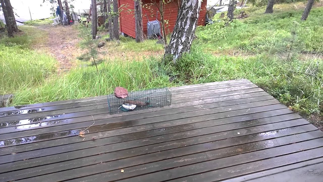 elukka
