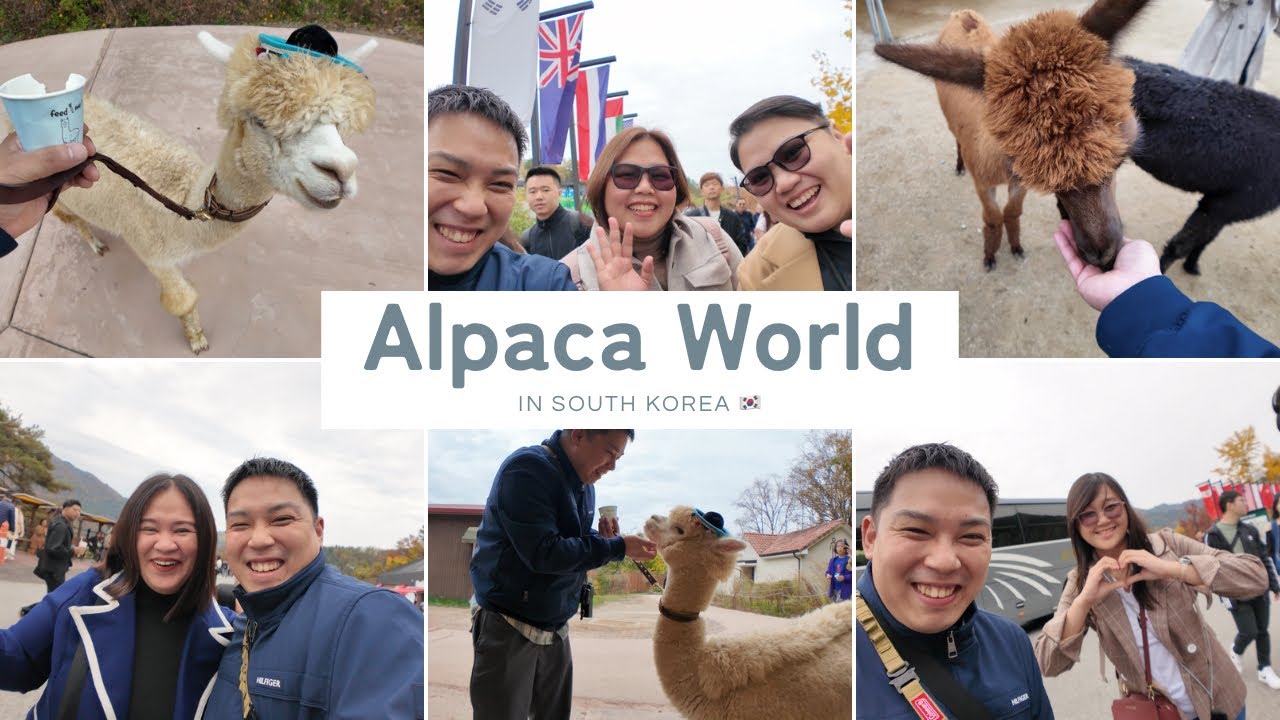 First time to Join in Klook Tour!! Goes to Alpaca world!! in Korea | Kenta-san Japinoy