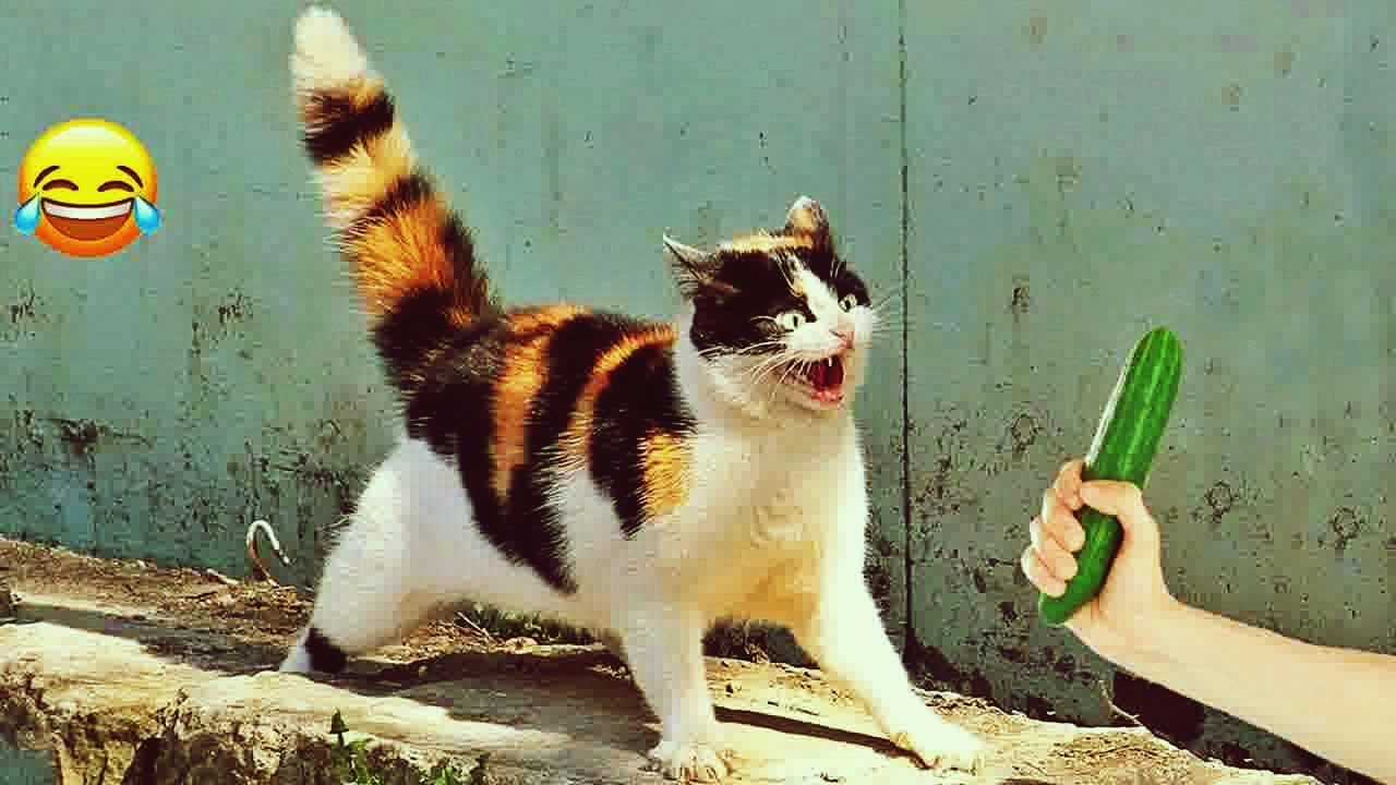 𝐅𝐮𝐧𝐧𝐲 𝐃𝐎𝐆𝐒 𝐚𝐧𝐝 𝐂𝐀𝐓𝐒 𝐕𝐢𝐝𝐞𝐨𝐬 𝟐𝟎𝟐𝟒 🐶🙀😻 𝐁𝐞𝐬𝐭 𝐅𝐮𝐧𝐧𝐢𝐞𝐬𝐭 𝐀𝐧𝐢𝐦𝐚𝐥 𝐕𝐢𝐝𝐞𝐨𝐬 😸