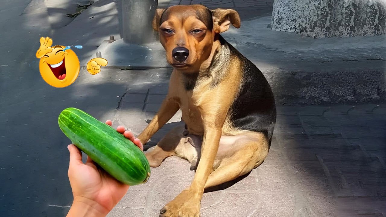 You Can&rsquo;t Stop Laughing At These Dogs 🤣 FUNNIEST DOGS Video 2026