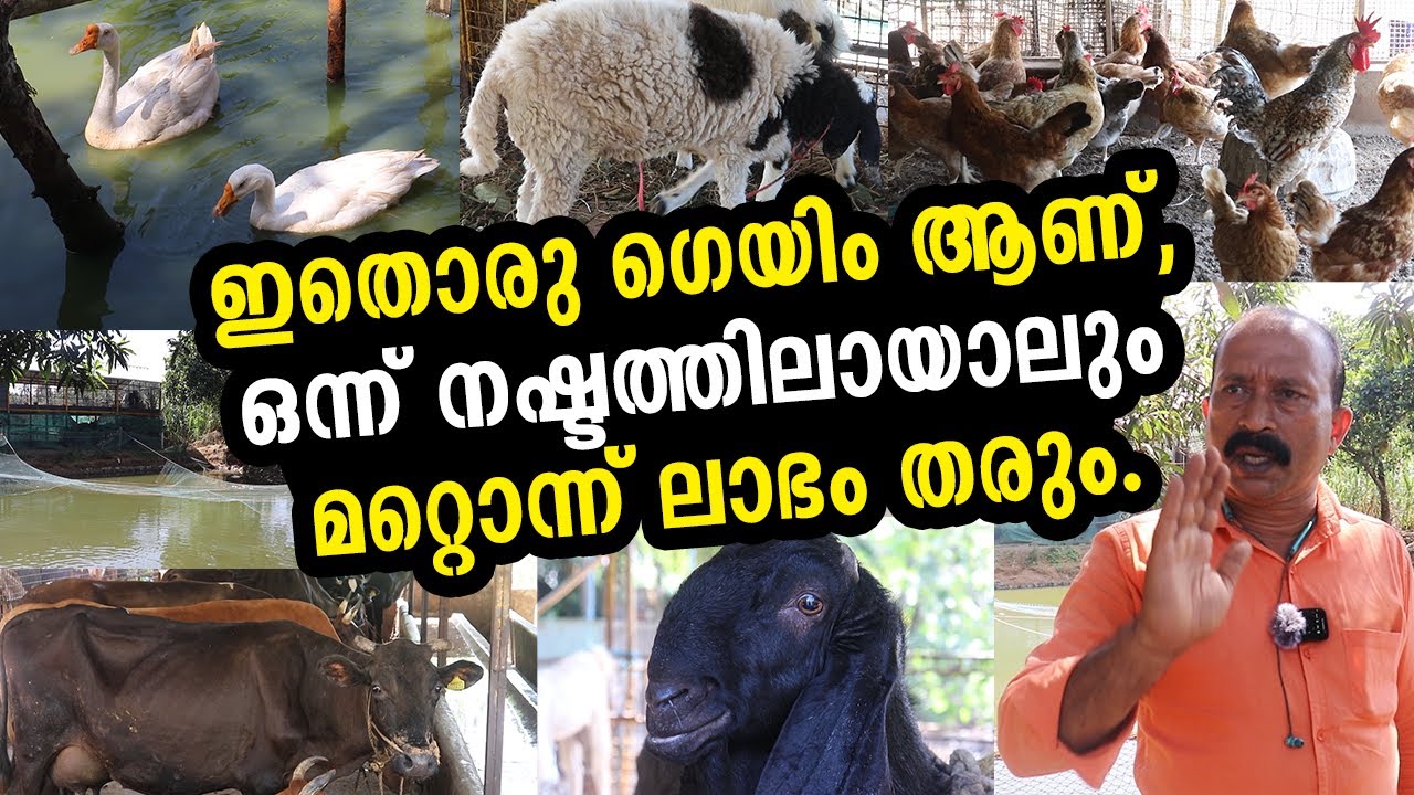 സംയോജിത  കൃഷി എങ്ങനെ വിജയകരമായും ആദായകരമായും നടത്താം? How to make a successful integrated farming?