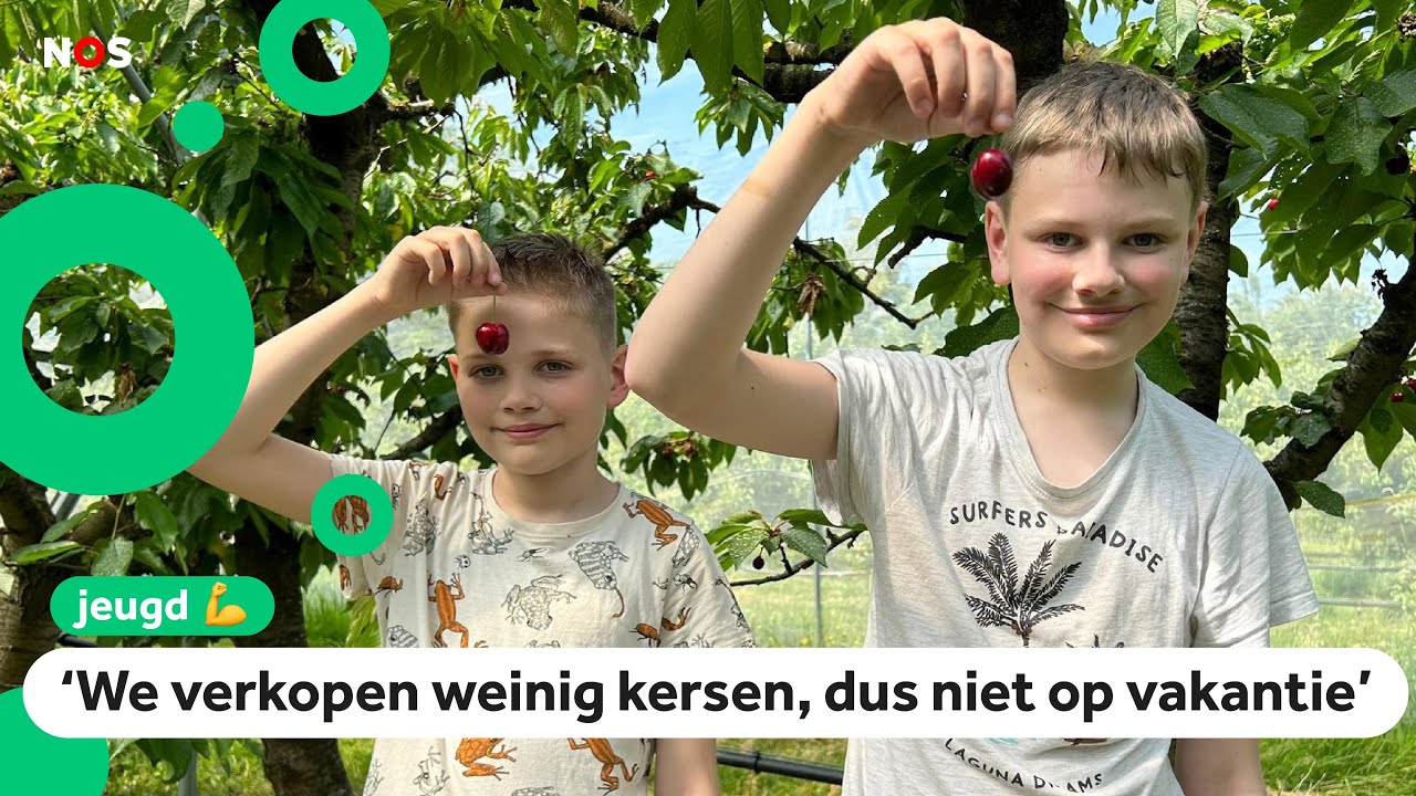 Slechte kersen-oogst door nat en koud voorjaar