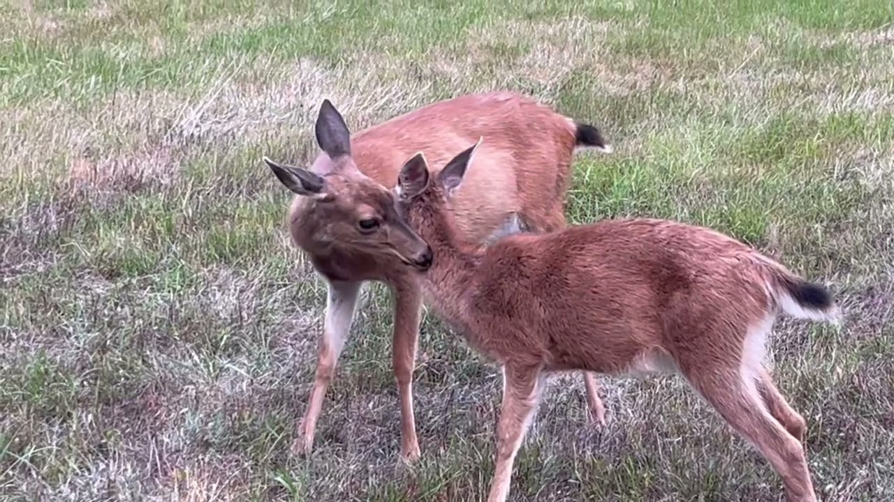 Cute Animal Video - Cute Baby Deer and Deer! (Canada Nature) #cuteanimals #animallover