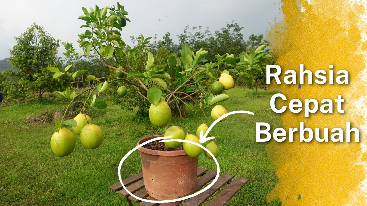 Lemon Meyer - Rahsia Pokok Cepat Berbuah