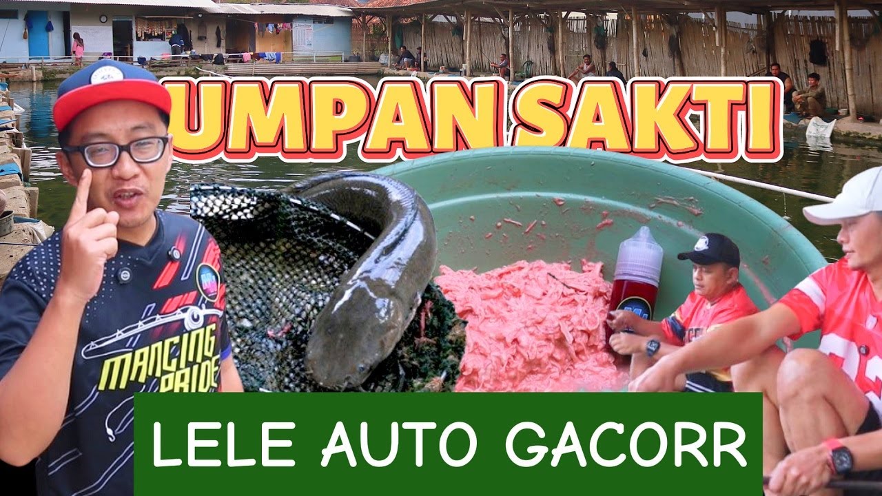 DIKASIH UMPAN AYAM SUWIR!! LELE AUTO LAHAP :D