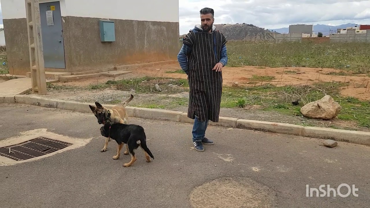 مايا مزيج بين الراعي الألماني و البلجيكي